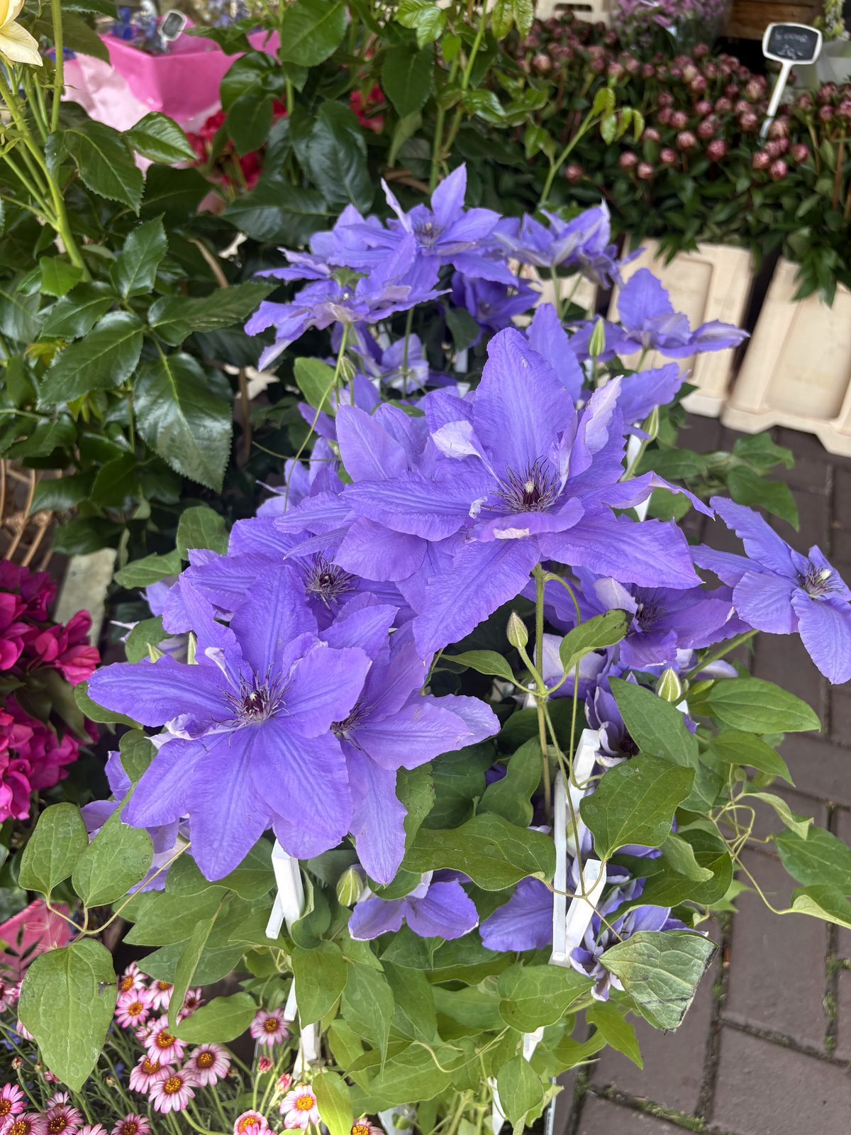 Clematis