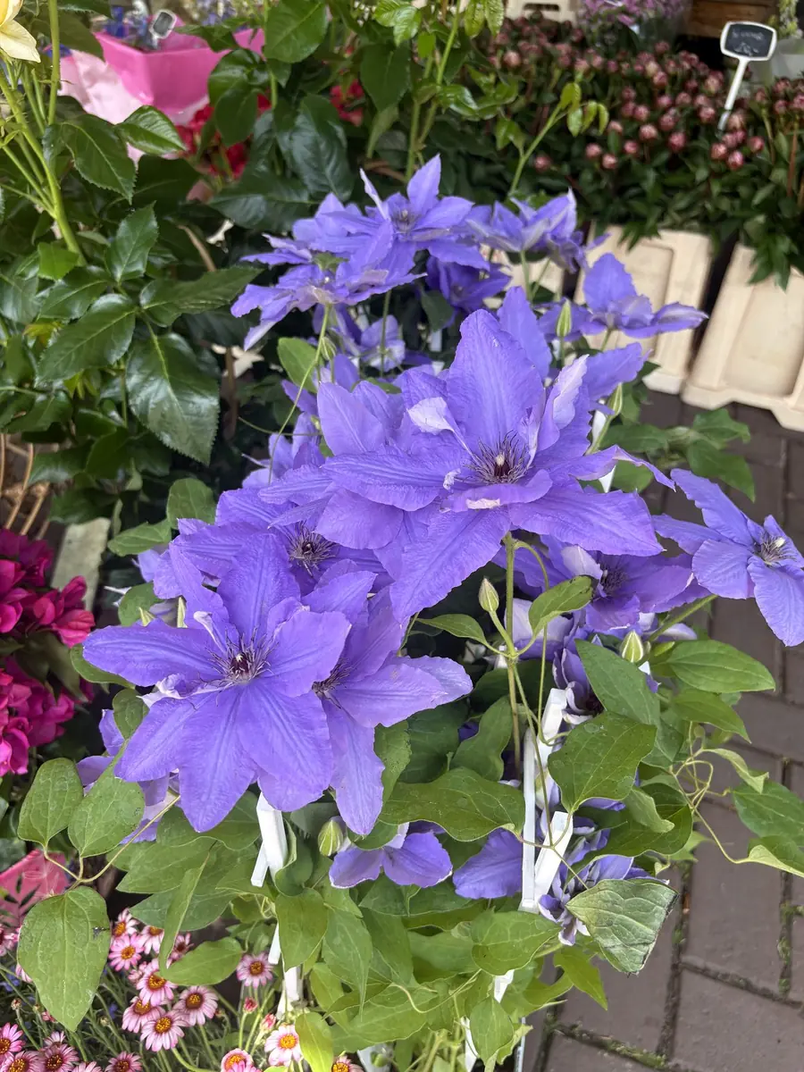 Clematis