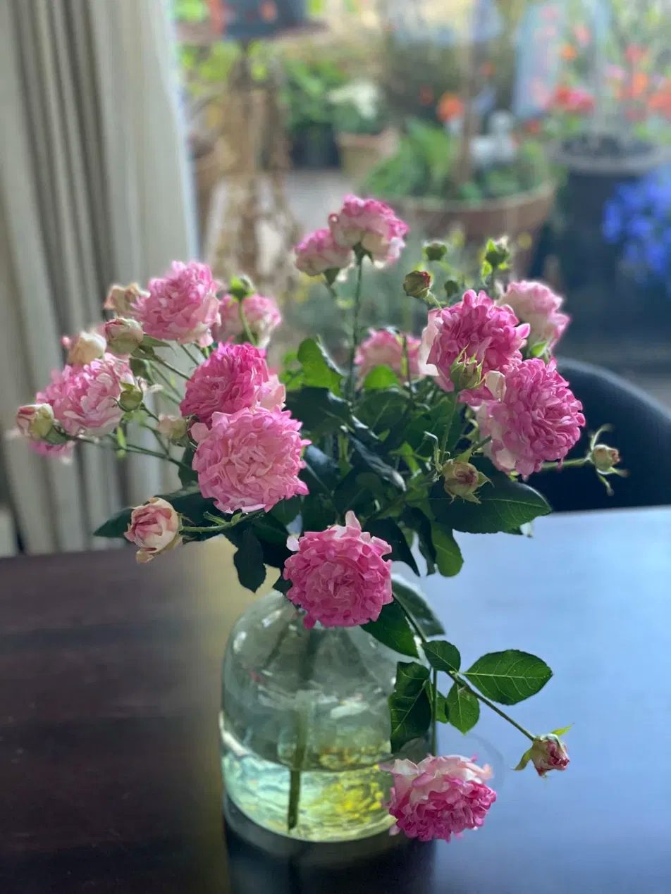 Roze rozen