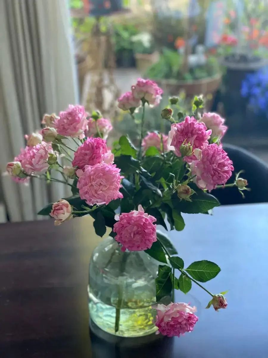 Roze rozen