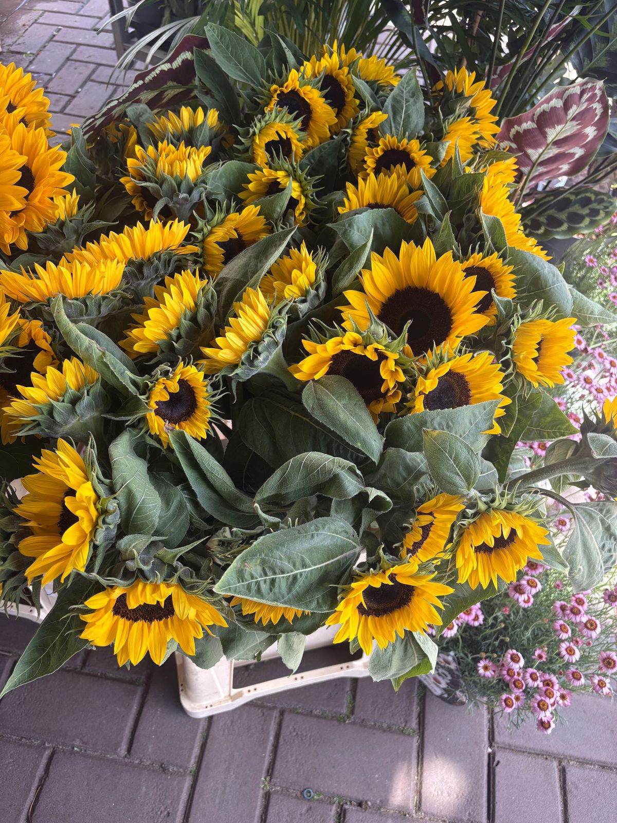 Zonnebloemen